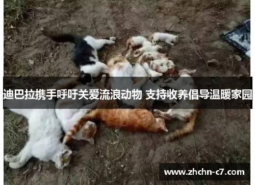 迪巴拉携手呼吁关爱流浪动物 支持收养倡导温暖家园 迪巴拉携手呼吁关爱流浪动物 支持收养倡导温暖家园